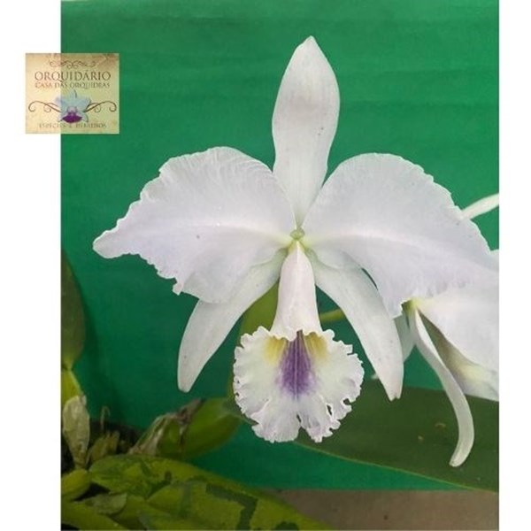 Orquídea Cattleya labiata coerulea x coerulea sibling