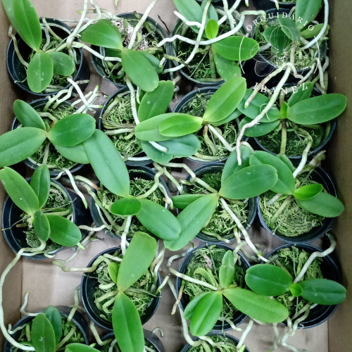 Sedirea japônica x vandopsis parishii 