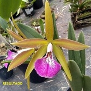 ( Rlc. Chineze Bronza x Rlc. Hawaiian Satisfaction ) x Brassa. nodosa