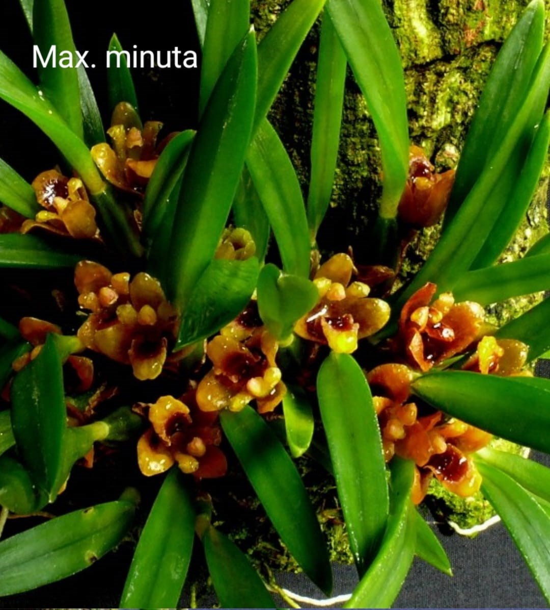 Orquídea Kit Especial de Maxillaria 