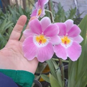 MILTONIA " LINDA LINGLE " ' KIA AINA' ADULTA