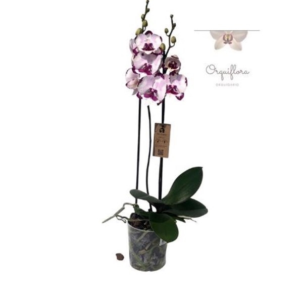 Orquídea Phalaenopsis Speechless Elegance Big Lip (Rara)