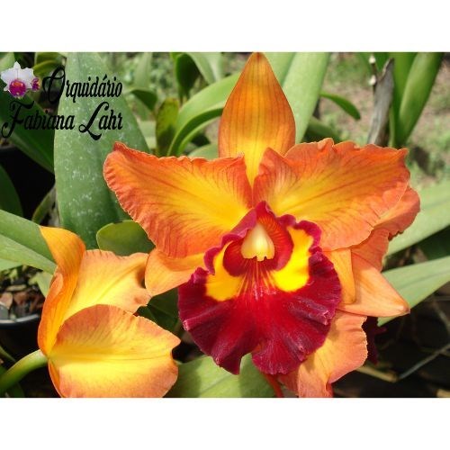 Encontrar produtos - Orquiloja