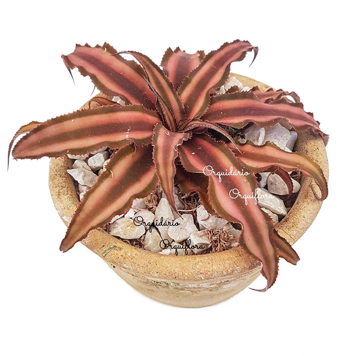 Muda Bromelia Neoregelia Cryptanthus Rosada Com Vaso