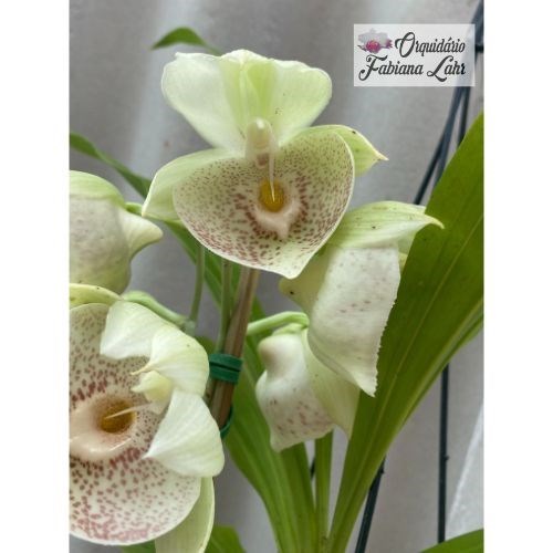 Catasetum Carlos Lahr