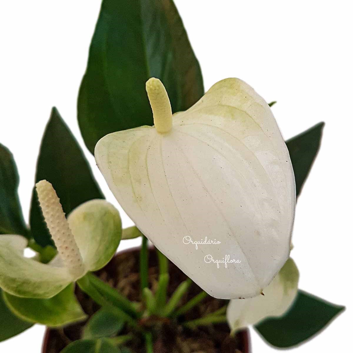 Mini Antúrio Alba Muda Jovem Florida Planta Natural Com Vaso