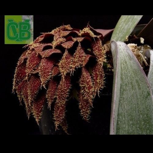 Bulbophyllum phalaenopsis 