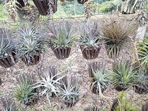 Kit com 05 Espécies de Tillandsia diferentes