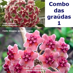 Combo das flores de cera graúdas nº 1 mudas enraizadas no pote nº 6