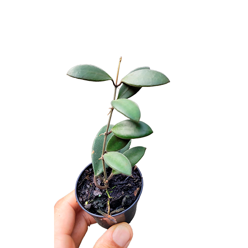 Combo das flores de cera peludinhas Hoya tsangii, Hoya bilobata e Hoya Cv. Optimistic