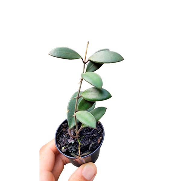 Combo das flores de cera peludinhas Hoya tsangii, Hoya bilobata e Hoya Cv. Optimistic