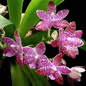 Orquídea Phalaenopsis lueddemanniana