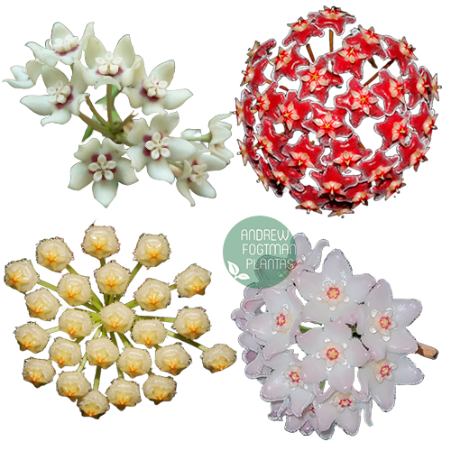 Combo Promocional De Flores De Cera Nº9 (mudas Enraizadas)