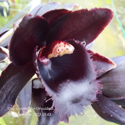 Fredclarkeara Gemstones - Adulto