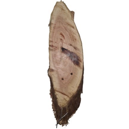 Sansão do Campo Chanfrado - Médio