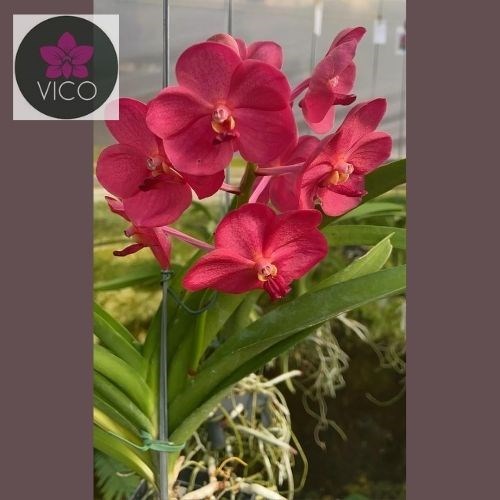 Orquídea Vanda Udomchai Beauty