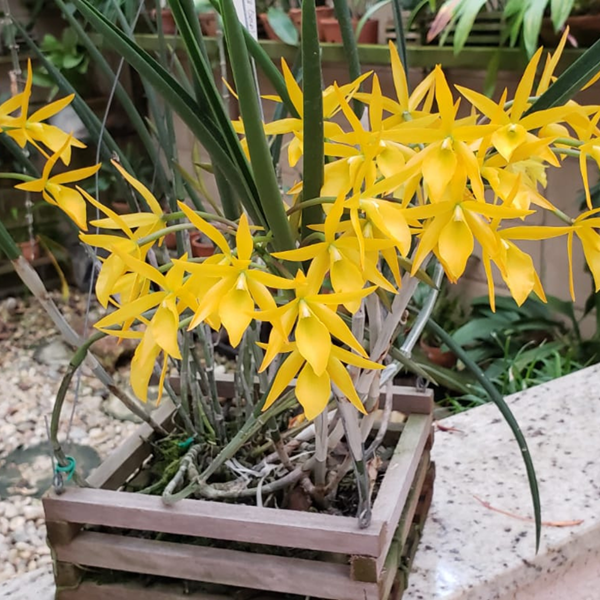 Orquídea Brassocattleya Sunny delight (Brassavola perrini x C. aurantiaca)  - Orquiloja