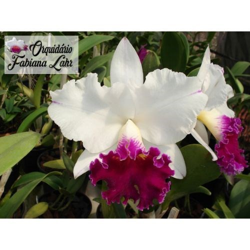 Orquídea B.L.C. Chiong Guu Swan 'Ruby Lip'