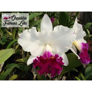 Bogda yalangoch surat Bogda yalangoch surat