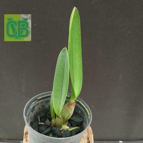 Laelia tenebrosa x Laelia millerii 