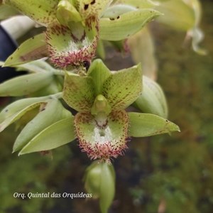 Clowesetum Loppe Farlansiae - Adulto