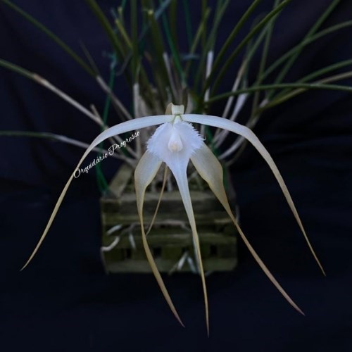 Orquídea Brassavola cucullata 