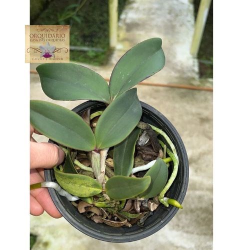 Orquídea Cattleya schilleriana escura