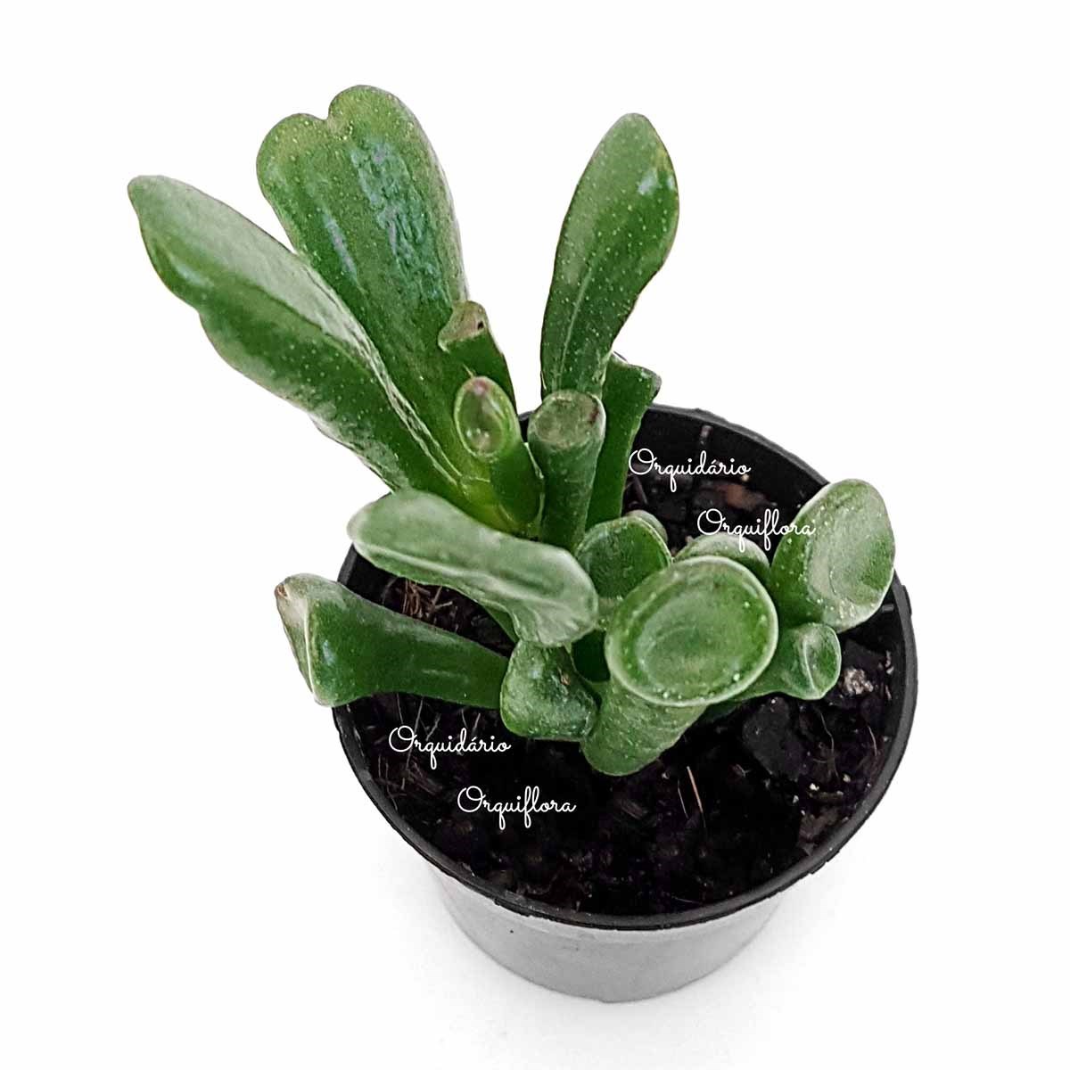 Suculenta Orelha de Shrek ( Crassula Gollum )