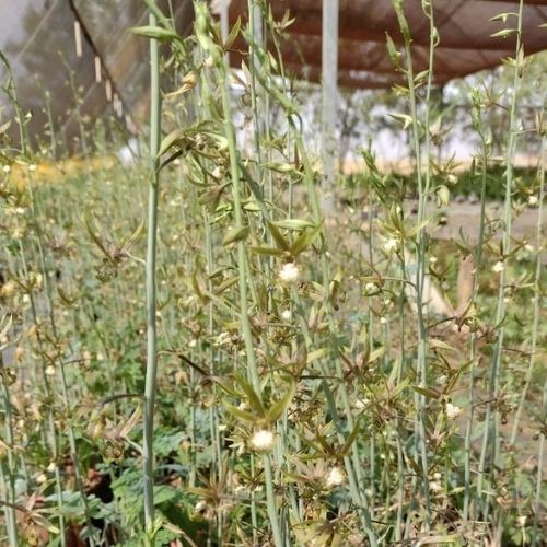 Orquídea Eulophia Keithii