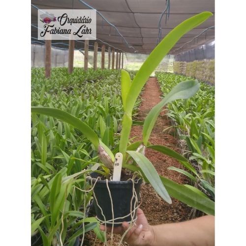 Orquidea B.L.C Chunyeah #17 x C. Mikkie Nagata “Orchidlibrary” (Fabiana Lahr)