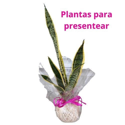 Kokedama de Espada de Santa Bárbara