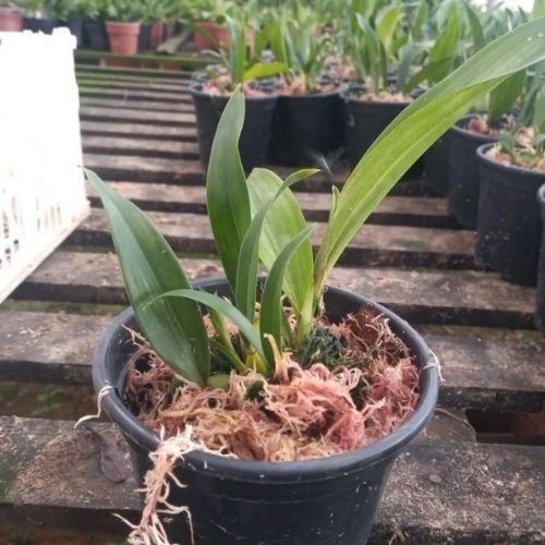 Orquídeas Bifrenaria tyrianthina