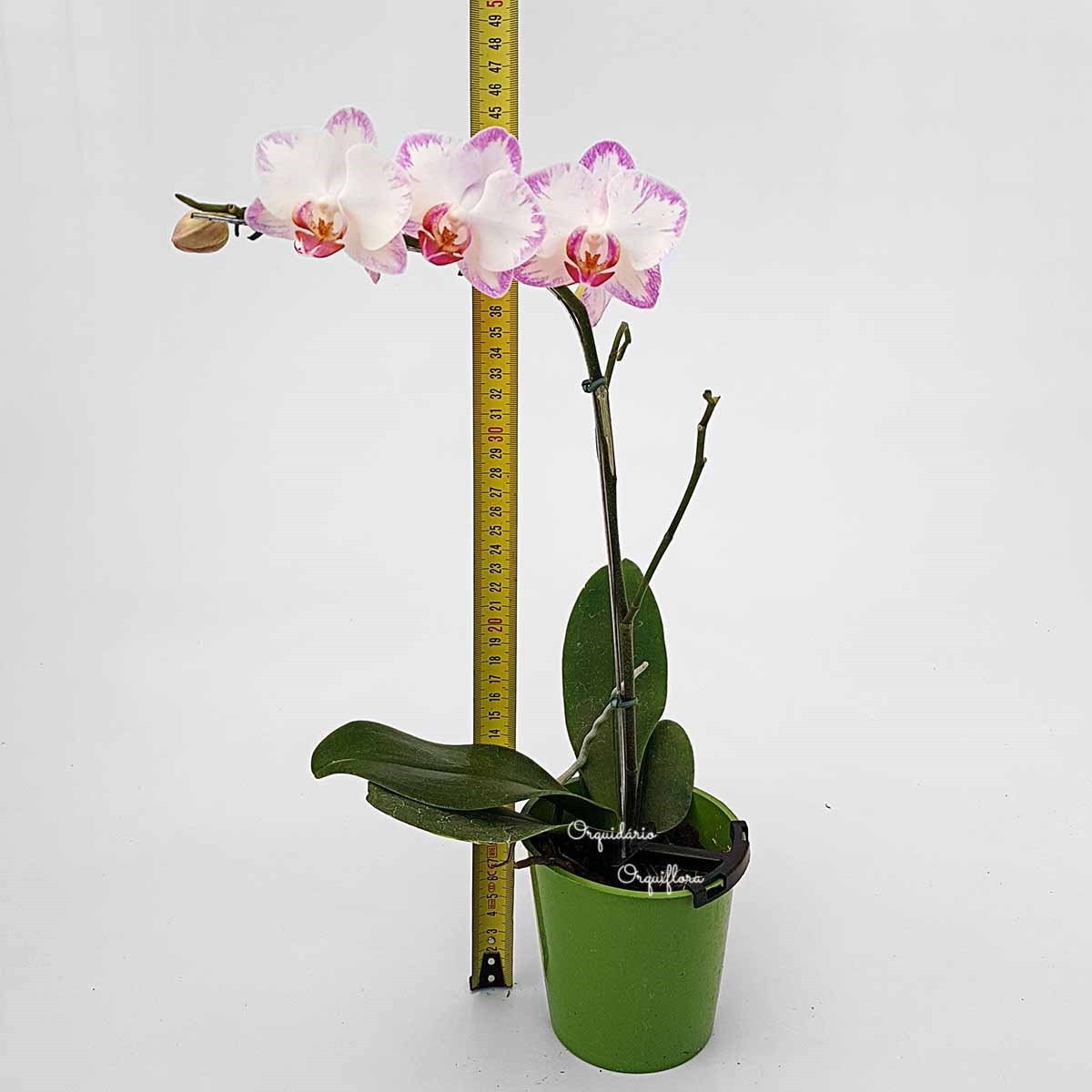 Orquídea Phalaenopsis mini Flor Branca e Lilás Planta Adulta