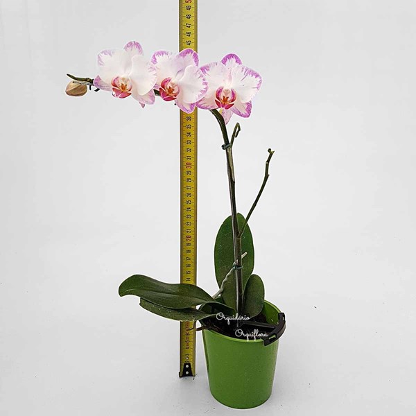 Orquídea Phalaenopsis mini Flor Branca e Lilás Planta Adulta - Orquiloja
