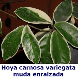 Flor de cera Hoya carnosa variegata 'Krinson Queen' muda enraizada no pote nº 6