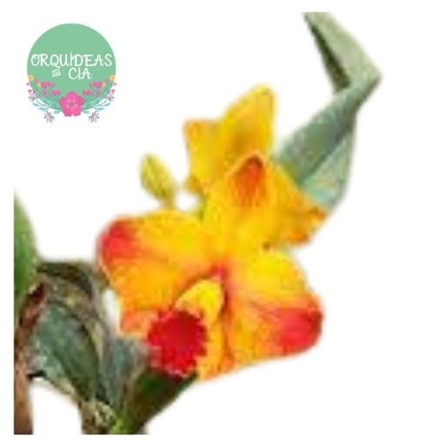 Mini Orquídea Cattleya Ayrton Senna (mini Cattleya Amarela)