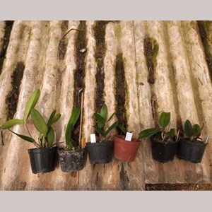 Kit 10 Mudas de Cattleya Pequenas coloridas com identificação