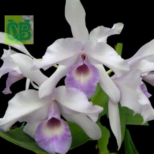 Cattleya deckeri coerulea x self