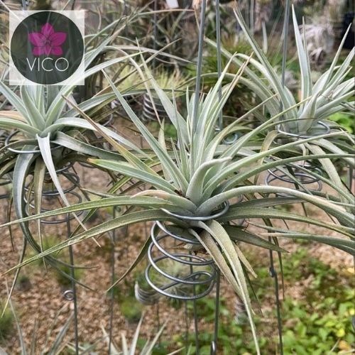 Tillandsia jucunda