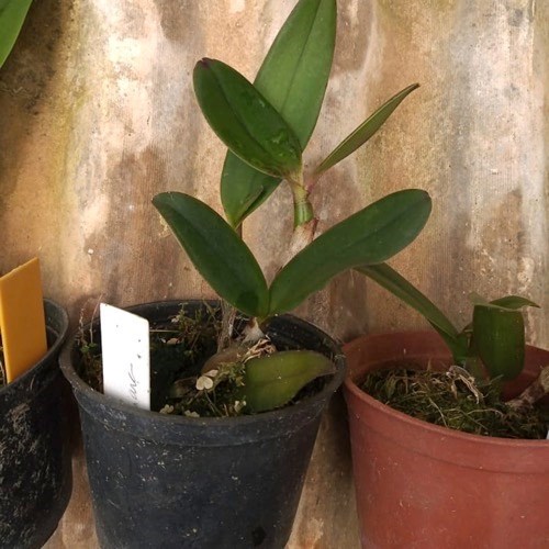 Kit 10 Mudas de Cattleya Pequenas coloridas com identificação