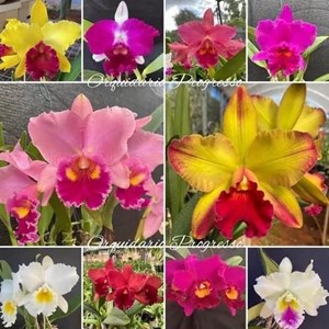 Kit com 10 Mudas De Orquídea Para Replantar