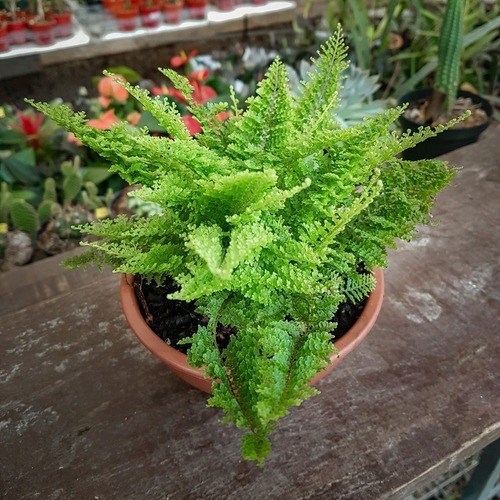 Mini Samambaia Havaiana Planta Natural