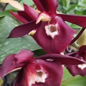 Catasetum CTS097 - Adulto - PROMOÇÃO