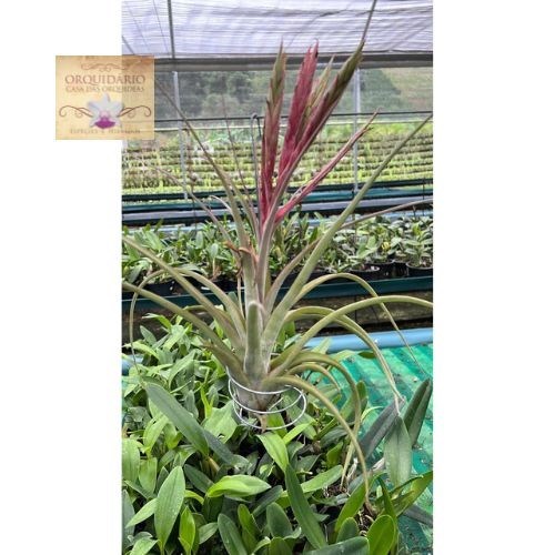 Tillandsia híbrida mexicana