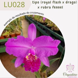 Orquídea Cattleya lueddemanniana tipo (royal flash x drago) x rubra fennel