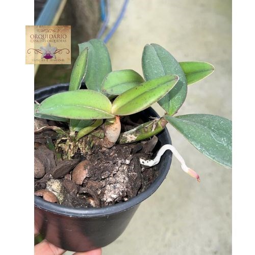 Orquídea Cattleya nobilior x Cattleya schilleriana 
