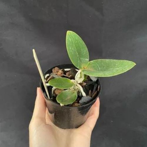 Orquídea Cattleya nobilior 'tipo' (muda)