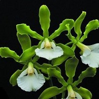 Encyclia  randii  alba