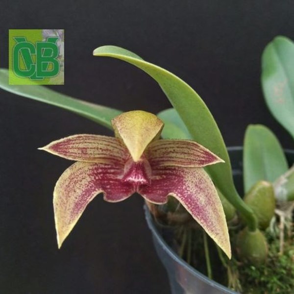 Orquídea Bulbophyllum (dearei “Matt” x frostii) - S6872 - Orquiloja