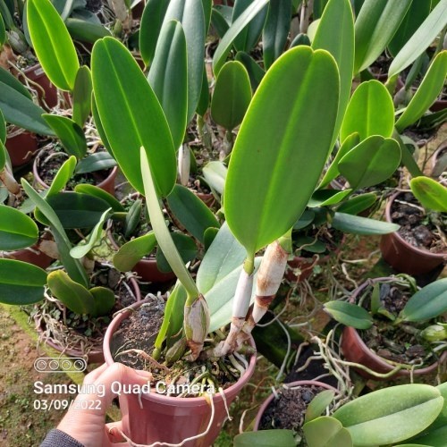 Rlc. Maitland - Adulta